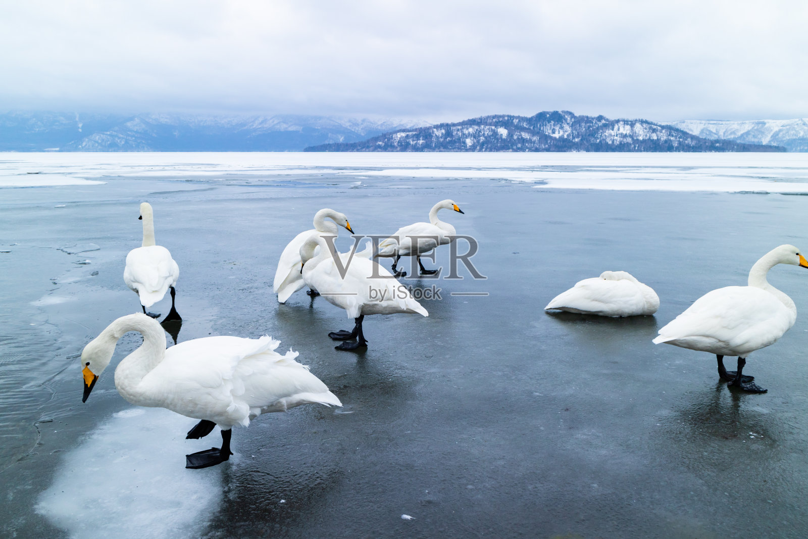 北海道Kussharo湖上冬天游泳的大天鹅照片摄影图片