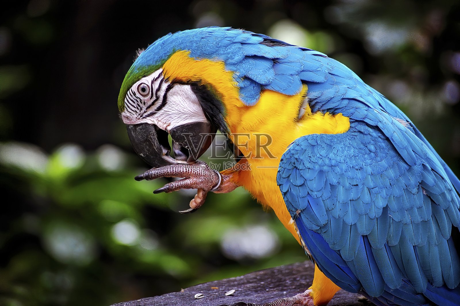 蓝色和金色金刚鹦鹉(阿拉阿拉劳那)照片摄影图片