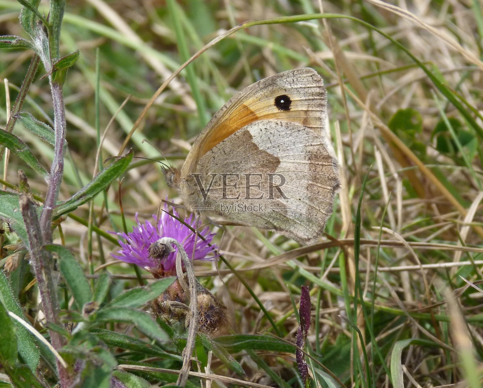 一只蝴蝶在草地上的蓟上照片摄影图片