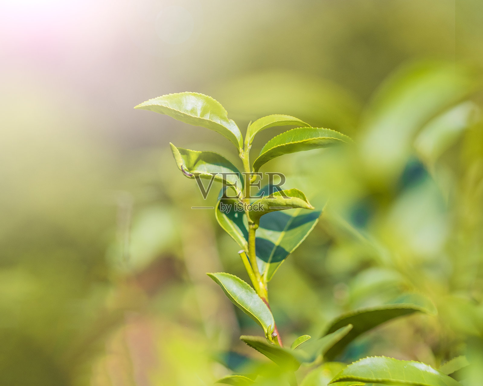在阳光和模糊的背景下，种植园里的茶叶。照片摄影图片