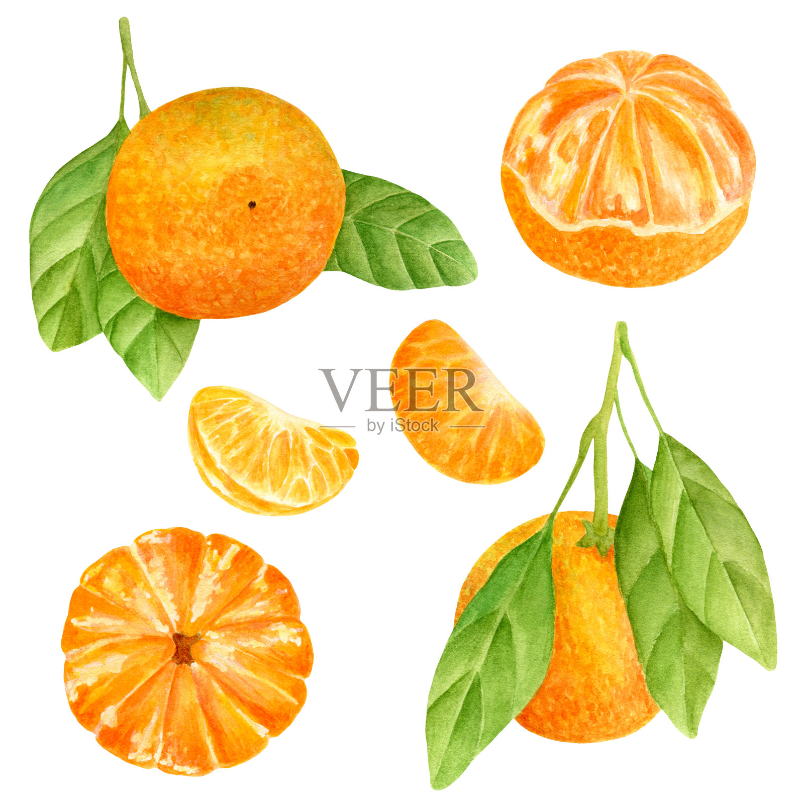 水彩橘子。手绘植物插图去皮的桔子，柑橘类水果的叶子和切片。剪贴画元素隔离在白色背景上。插画图片素材