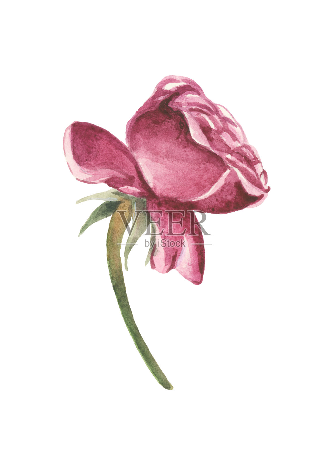 风格化的粉红色玫瑰花插画图片素材