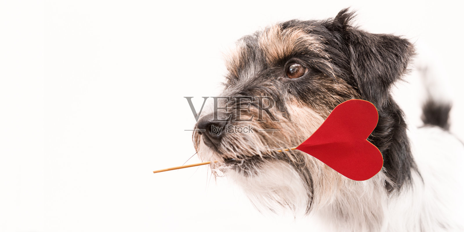 浪漫的狗-可爱的杰克罗素小犬有一个心形的嘴作为礼物的情人节。图片孤立在白色。照片摄影图片