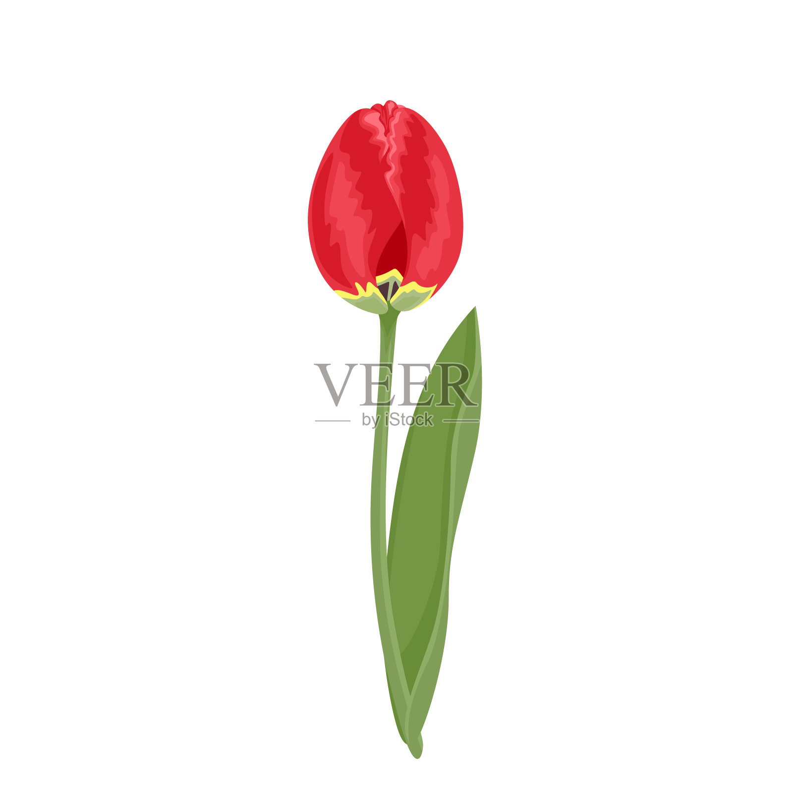 带有绿色茎和叶的红色郁金香，孤立在白色背景上。矢量插图，春天的花图标在卡通平面风格。设计元素图片