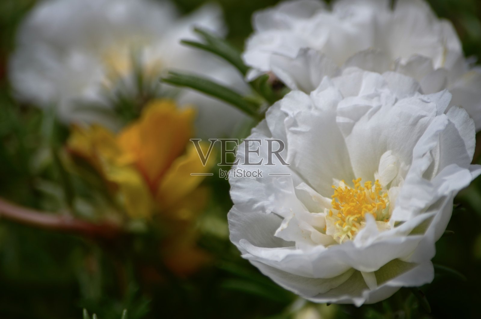 装饰植物，有彩色的花匍匐在地面上，拍摄很大程度突出了白色的花。照片摄影图片