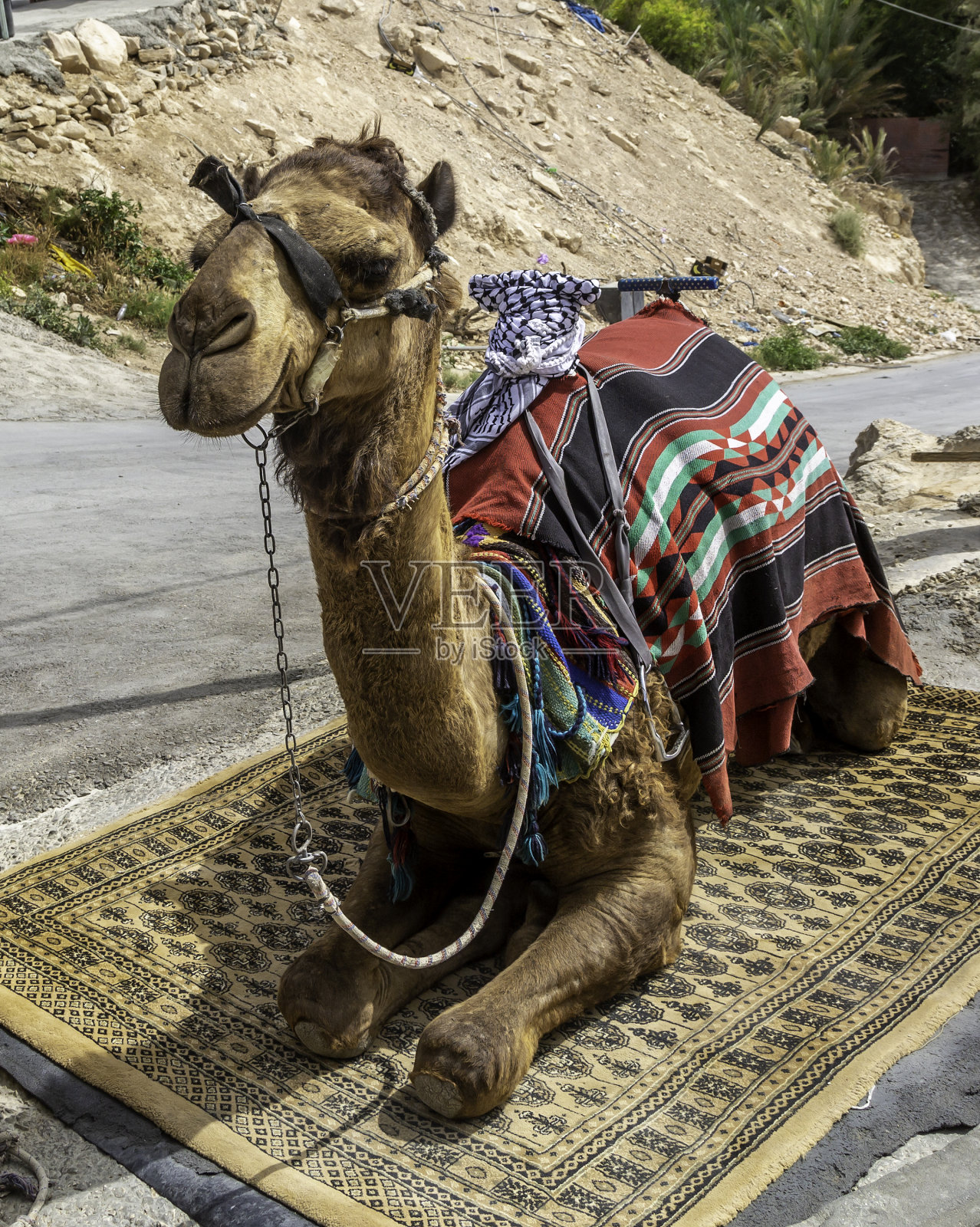 贝都因人的骆驼照片摄影图片