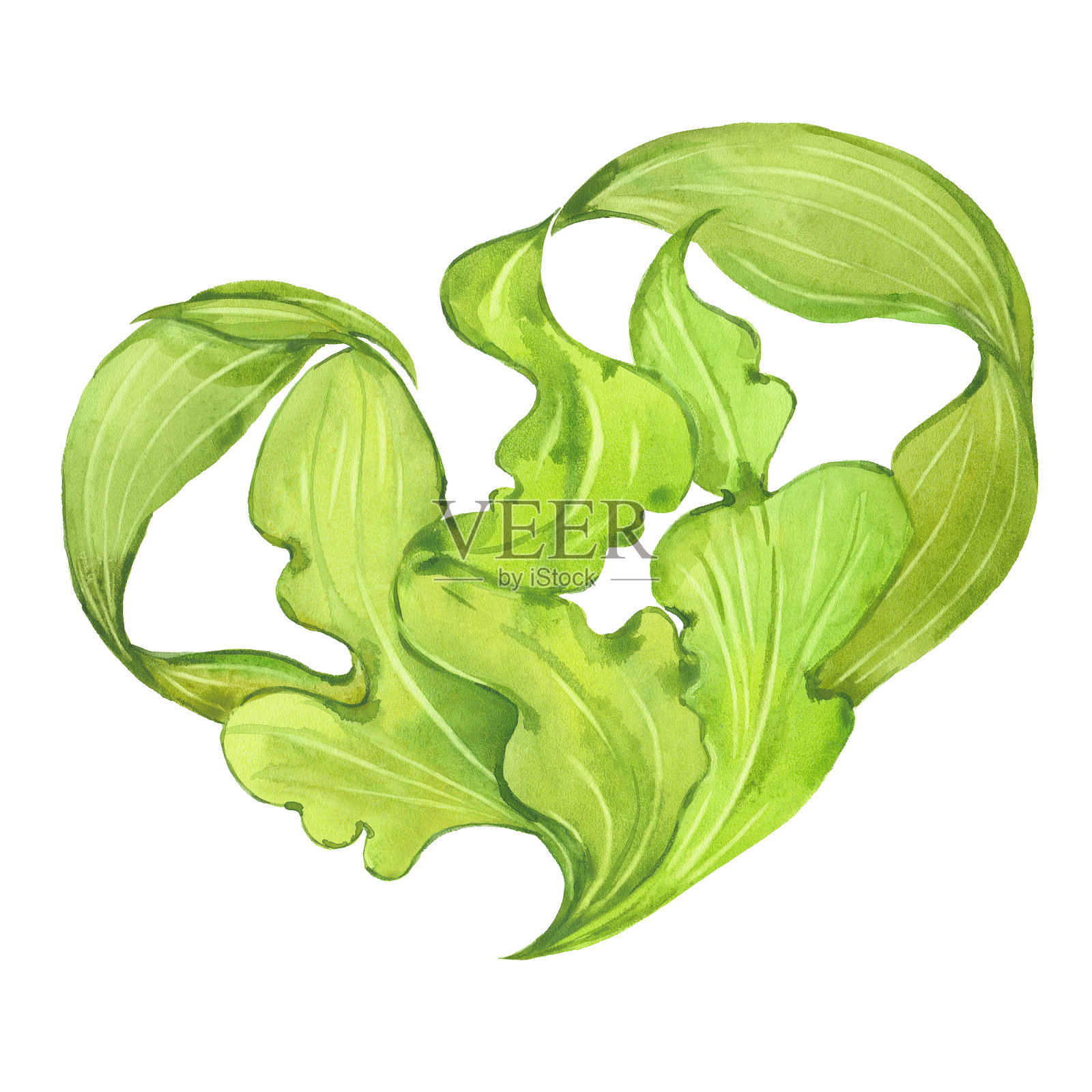 水彩绿海藻插画图片素材