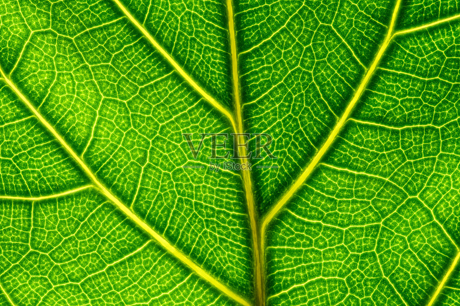 一个背光的绿色叶子的极端特写照片摄影图片