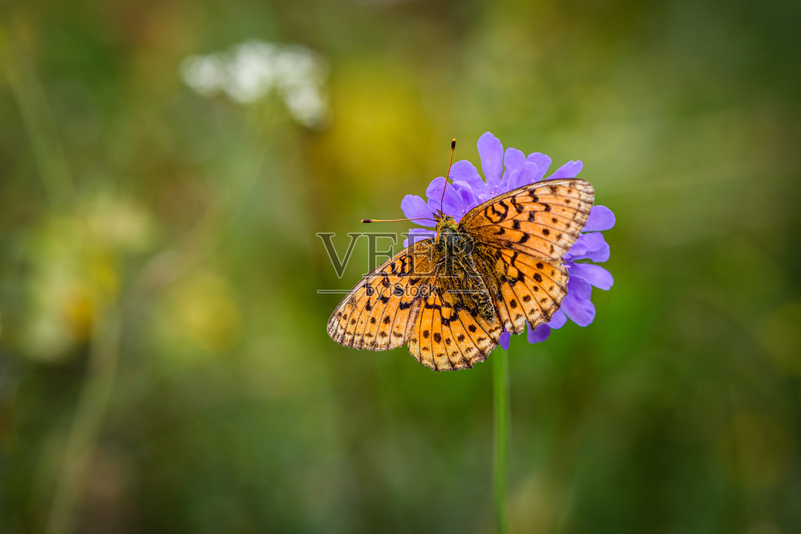 一种紫色花上的小大理石贝母蝶或贝母蝶照片摄影图片