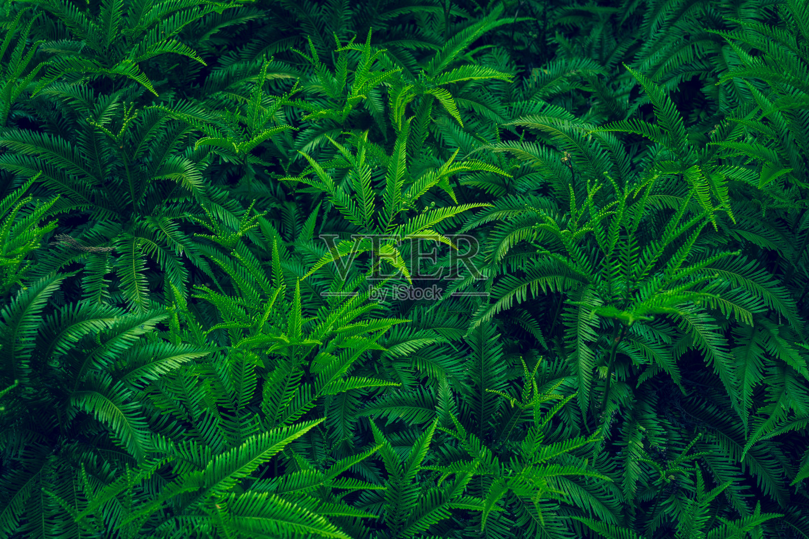 热带蕨类叶子背景照片摄影图片