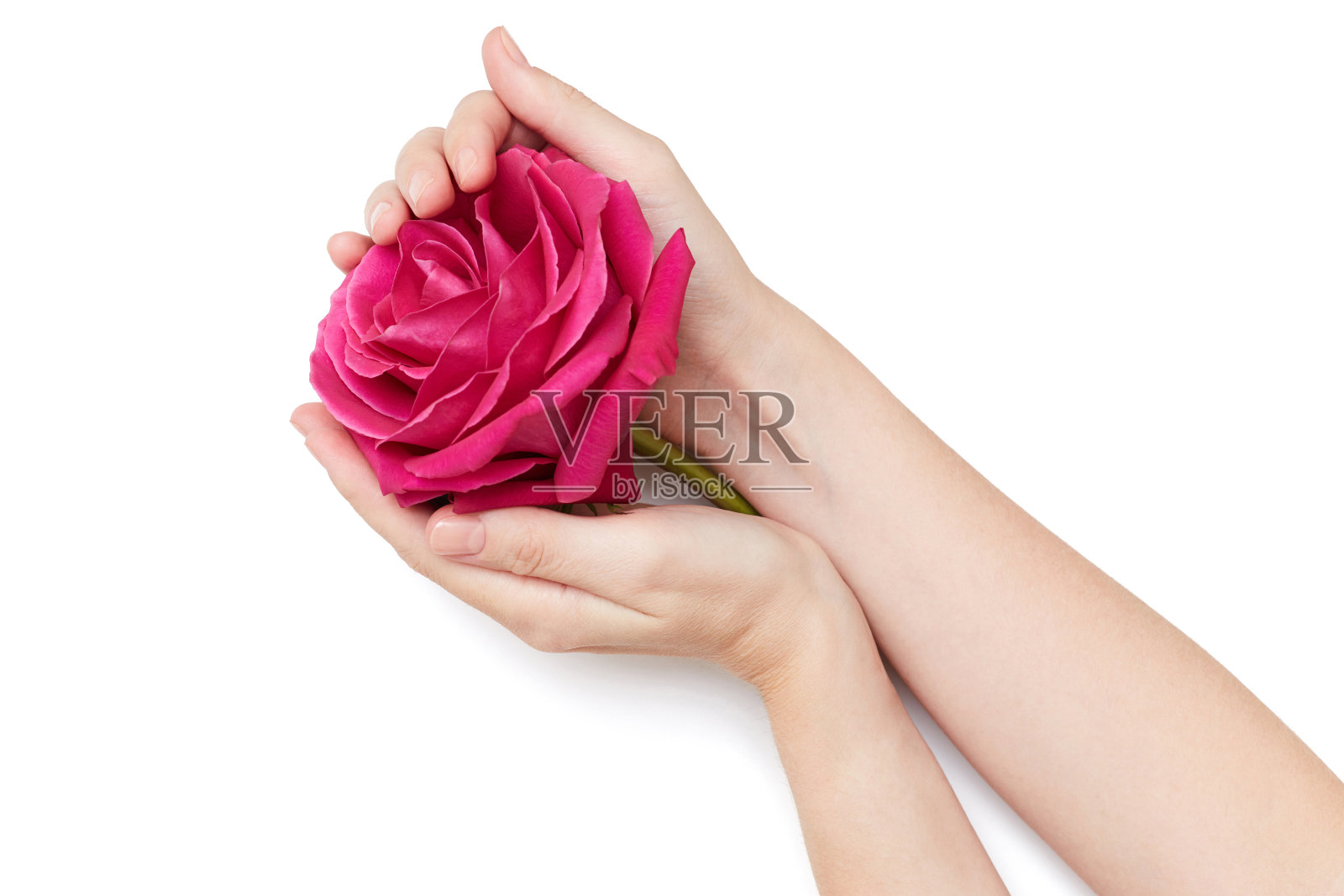 女手捧粉红玫瑰。孤立在白色照片摄影图片