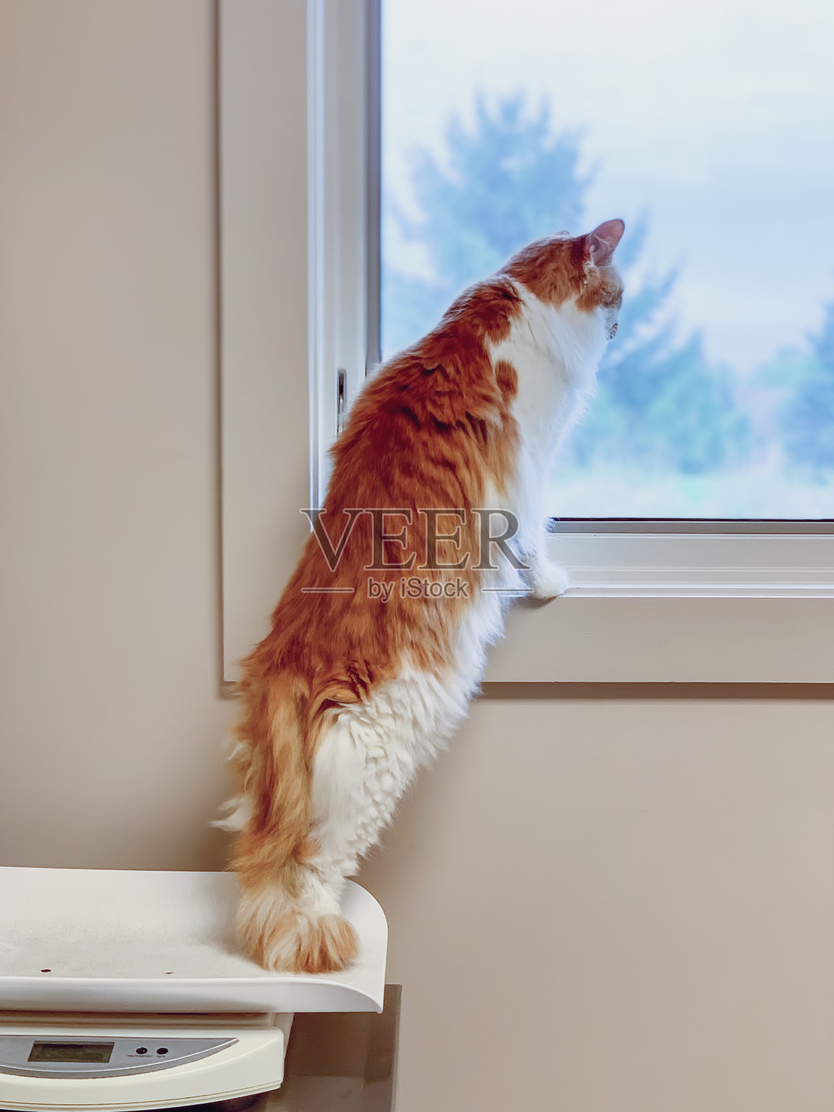 两只可爱的猫看着窗外治愈4插画图片-千库网