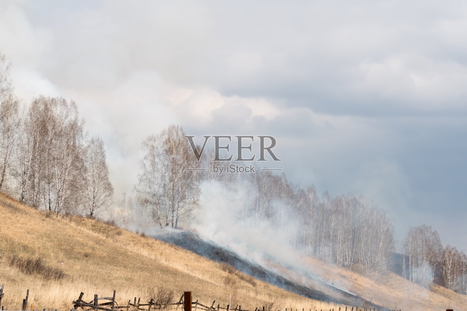 燃烧枯草和白桦林由于人们的疏忽在春天。照片摄影图片