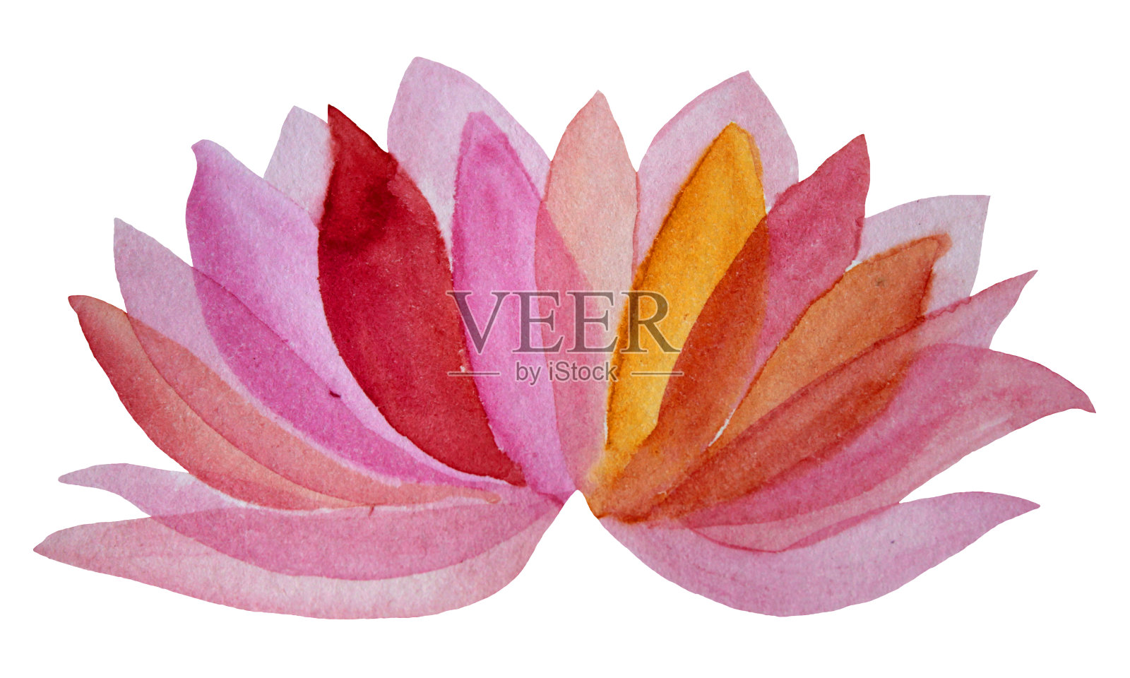 水彩手绘粉红色的花莲花孤立在白色的背景插画图片素材