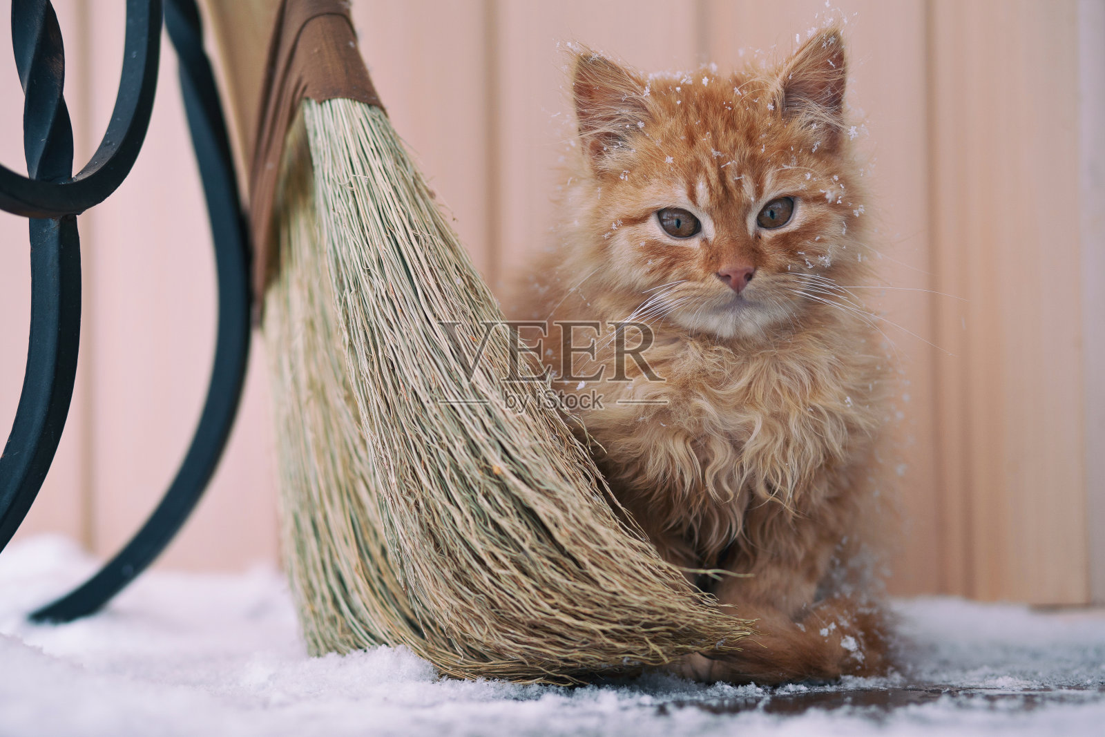 一只拿着扫帚的可爱小猫的肖像。红猫满身是雪照片摄影图片