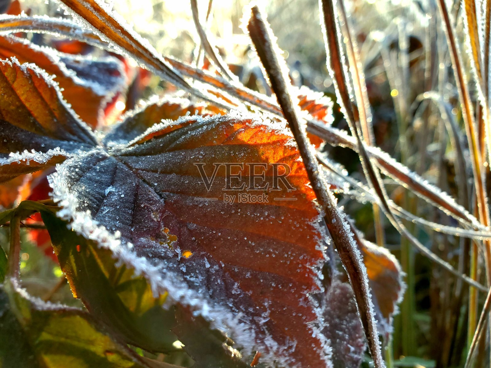 冷淡的叶子照片摄影图片