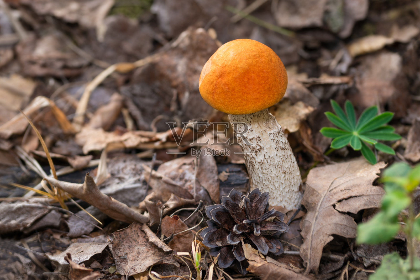 小的橙色桦树蘑菇。Leccinum versipelle。白色茎上的圆帽照片摄影图片