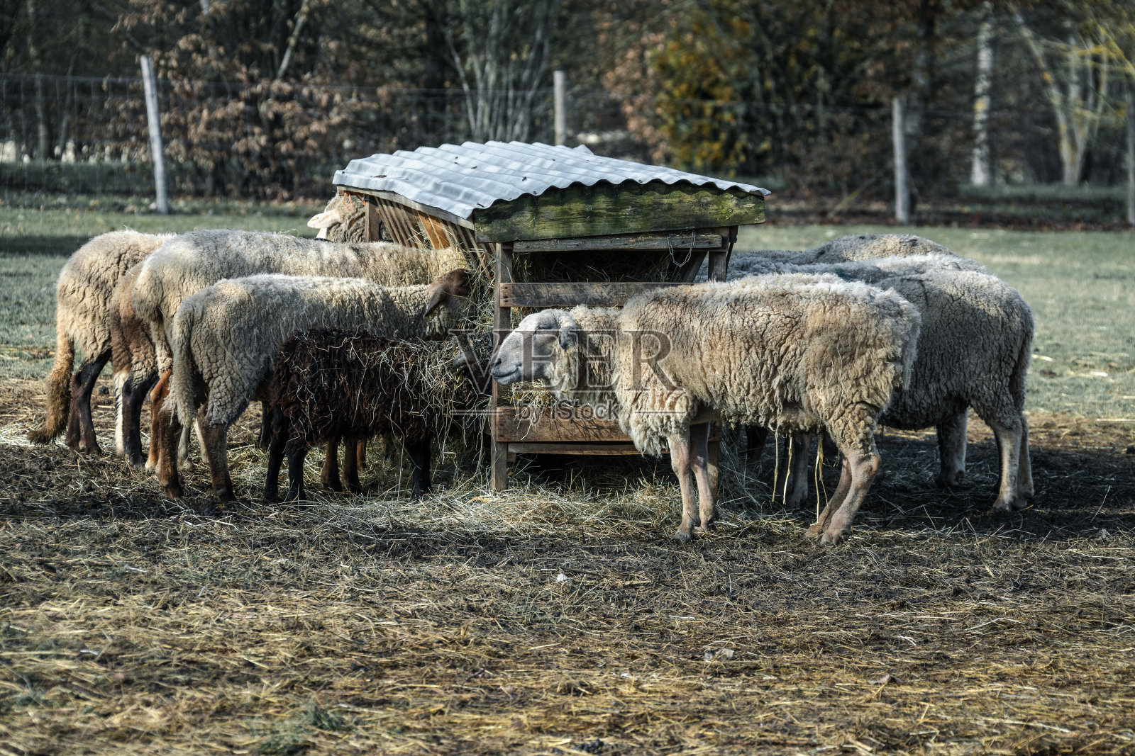 围场中的绵羊照片摄影图片