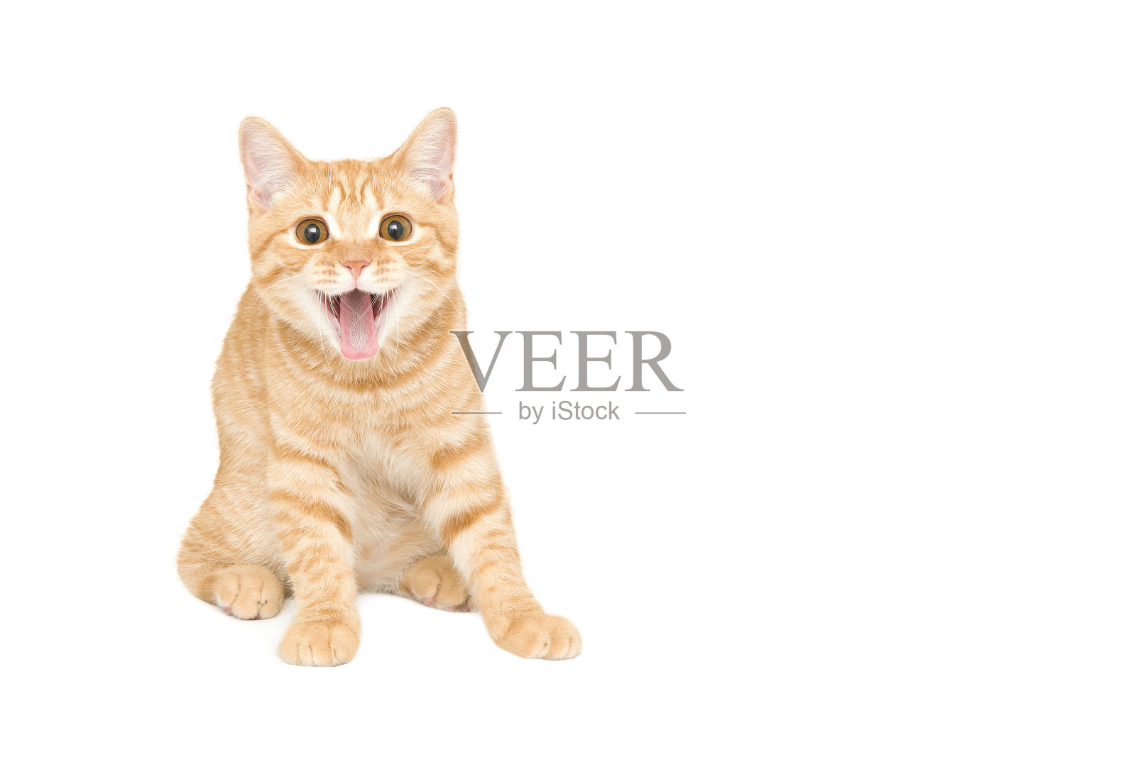 姜色/红色英国雄性短毛小猫照片摄影图片