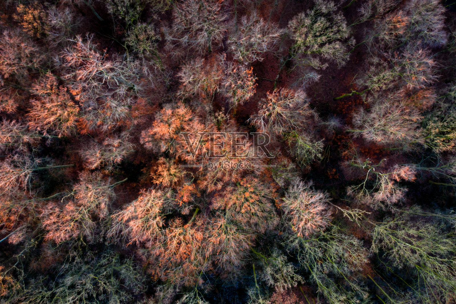 秋天树木的鸟瞰图照片摄影图片