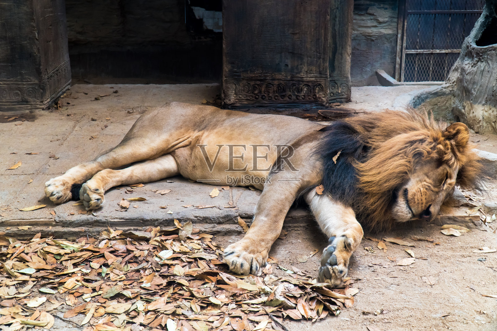 狮子野生动物睡觉在开放的笼子背景。棕色的狮子躺下睡在地板上照片摄影图片