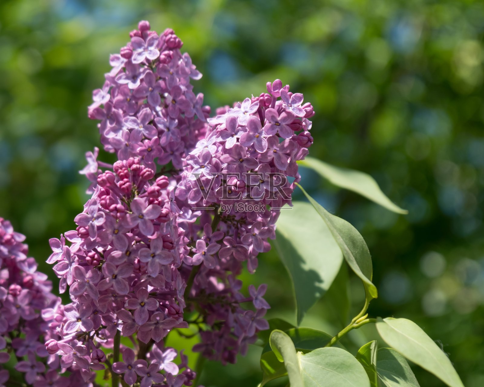 盛开的紫色的普通紫丁香的花。Syrínga vulgáris)在春天绿叶的背景上。照片摄影图片