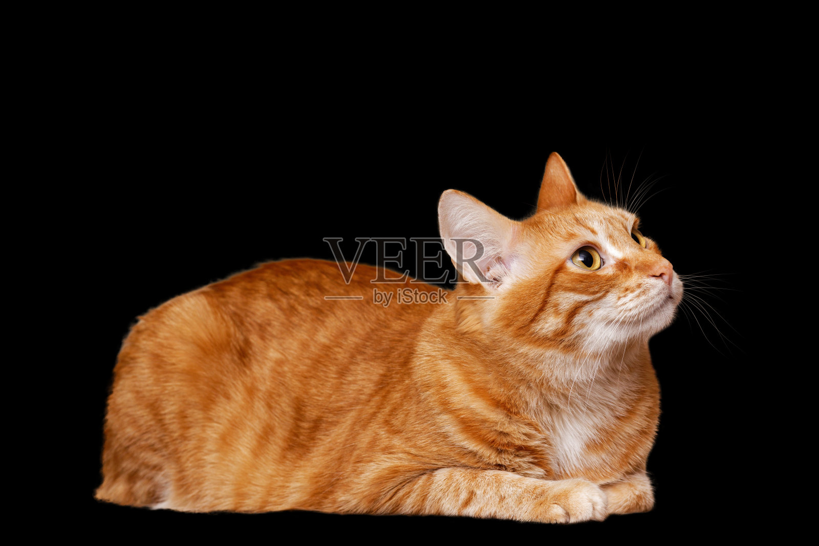 特写的橙色猫孤立在黑色。浅的焦点。副本的空间。照片摄影图片