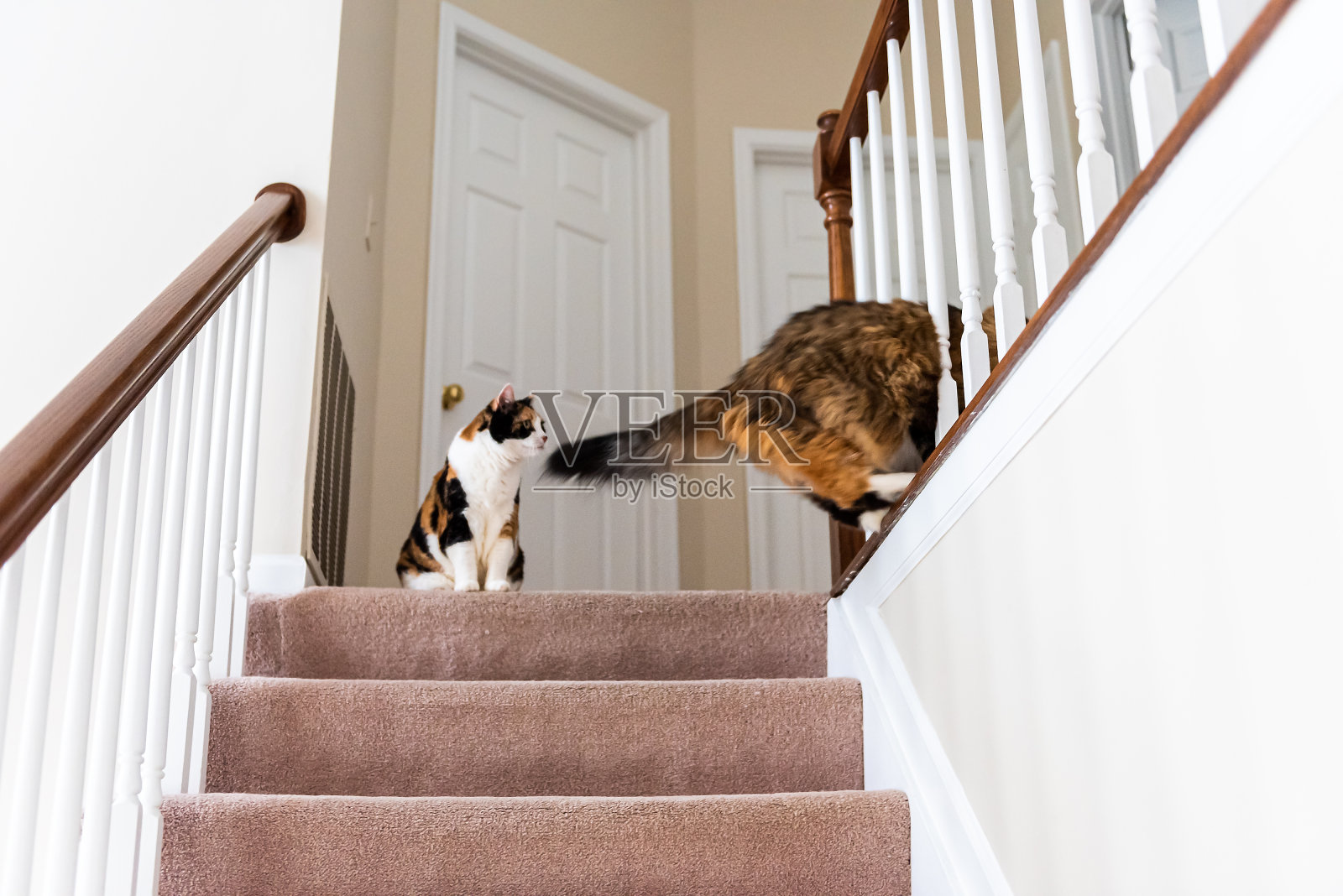 两只白花猫和缅因猫在二楼楼梯上的地毯上玩耍，楼梯上跳跃照片摄影图片