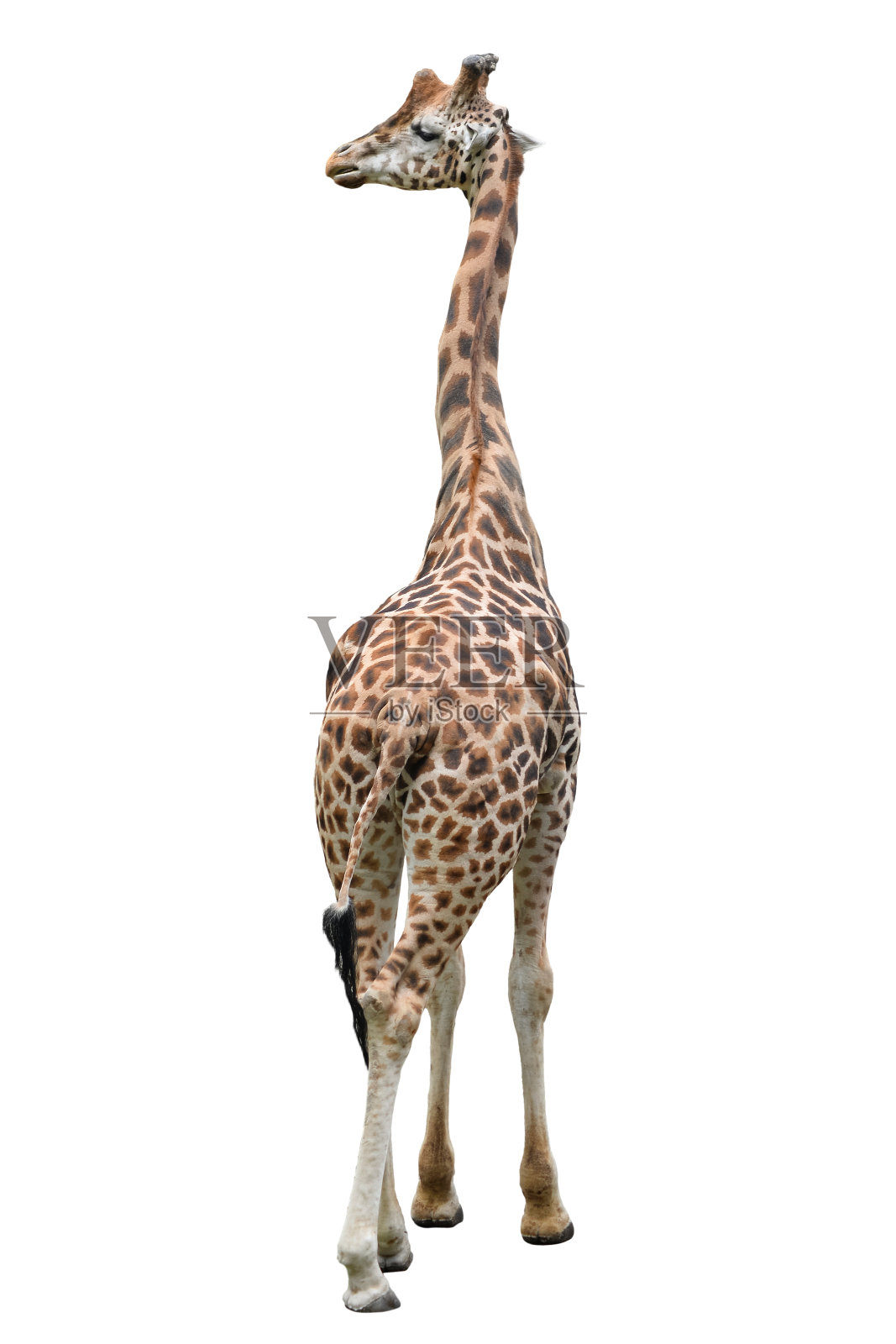 有趣的长颈鹿站完整长度孤立在白色的背景。照片摄影图片
