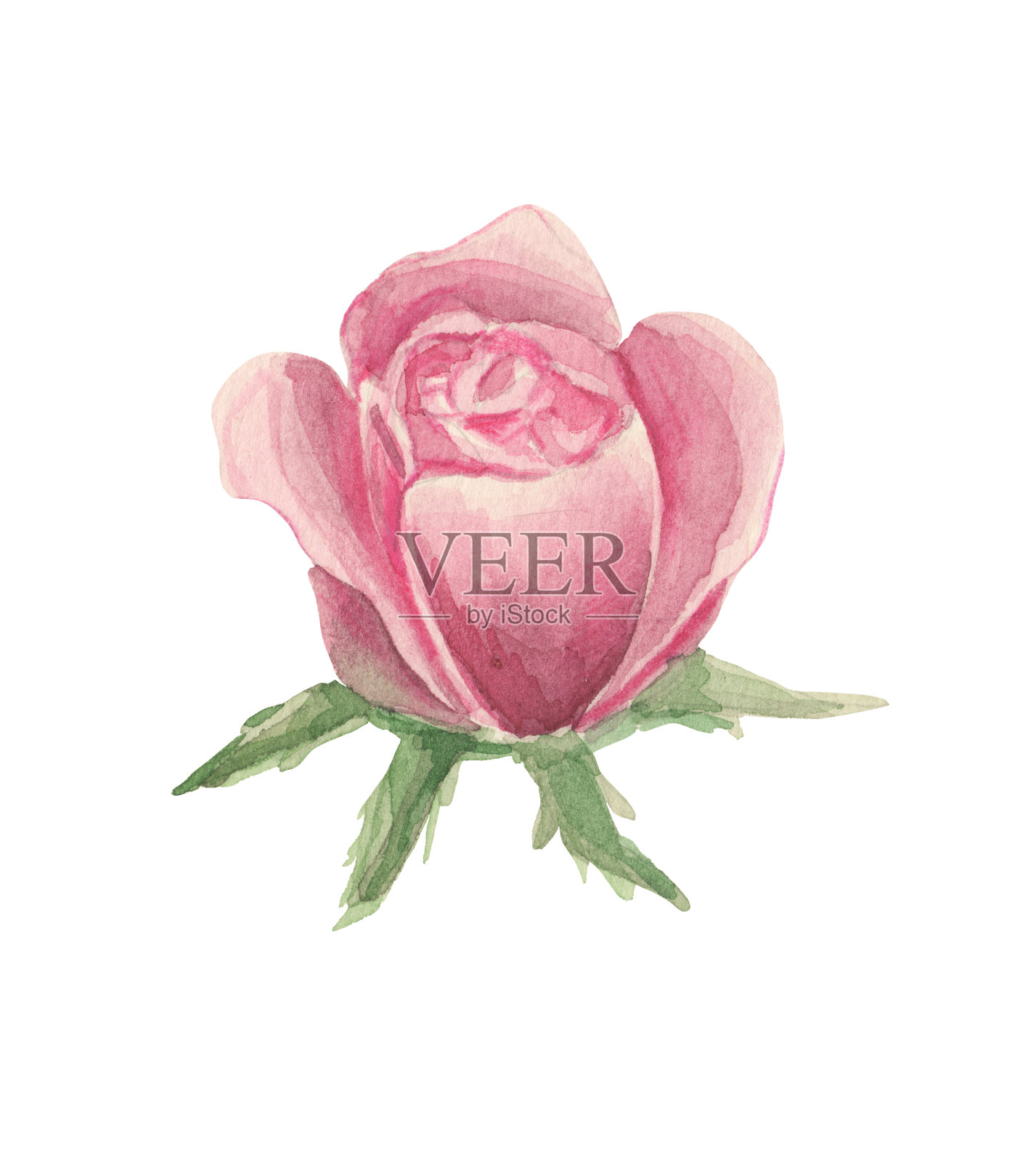 有萼片的程式化的粉红色玫瑰花插画图片素材