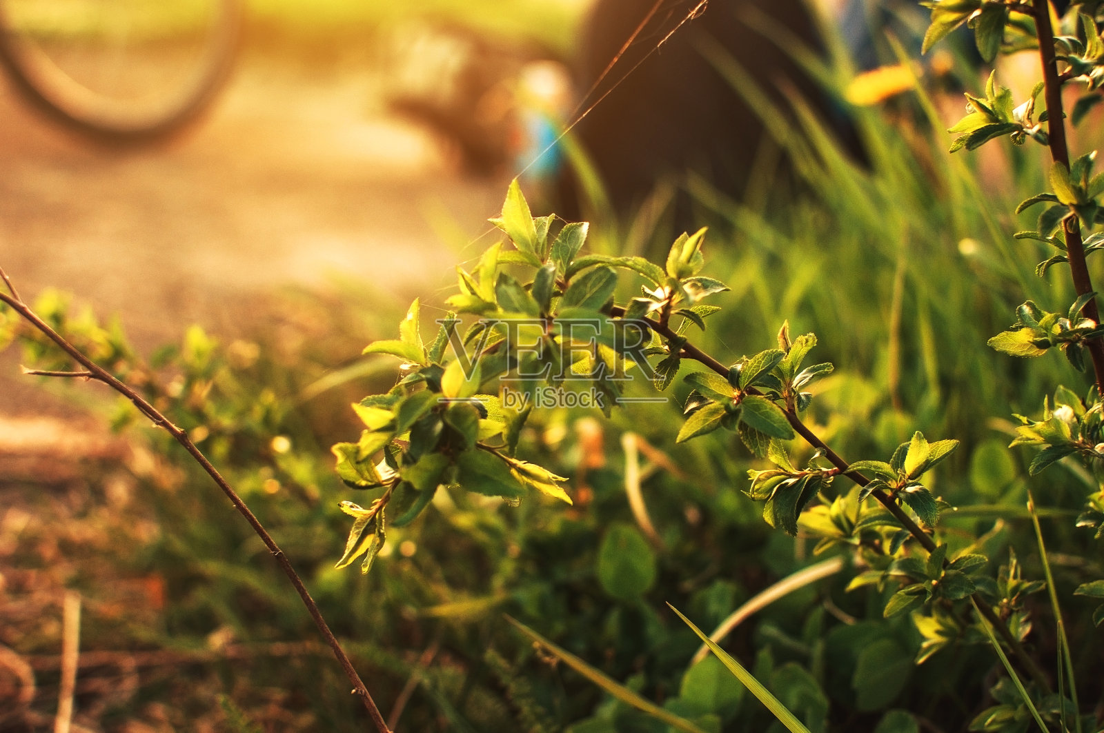 夏日傍晚日落时，一丛绿色多汁的草。小草在温暖的阳光下。模板的设计。副本的空间。照片摄影图片
