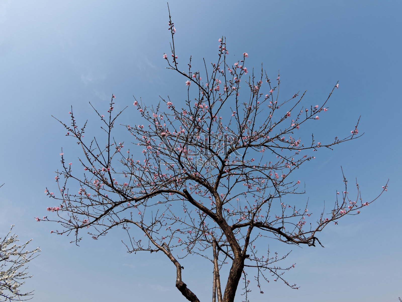 低角度的粉红色桃花树与蓝天的背景。照片摄影图片