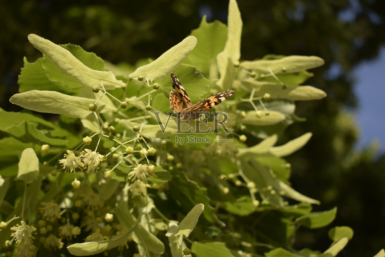 彩绘淑女蝴蝶正在吸食菩提树花蜜照片摄影图片