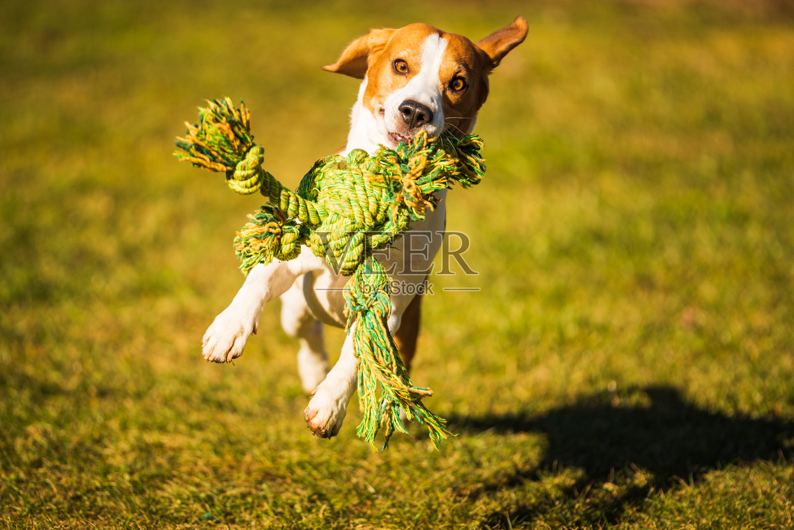 在阳光明媚的日子里，带着绳子玩具的小猎犬在绿地上对着相机。犬类的背景照片摄影图片