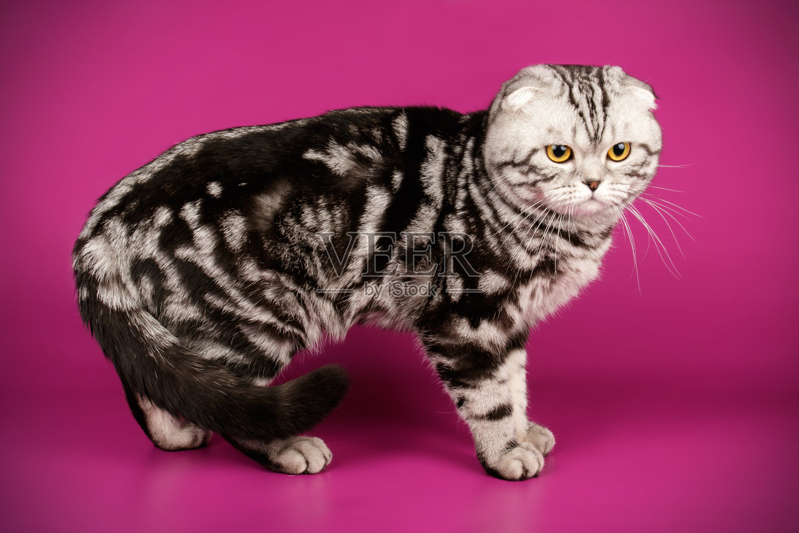 苏格兰折短毛猫在彩色背景照片摄影图片