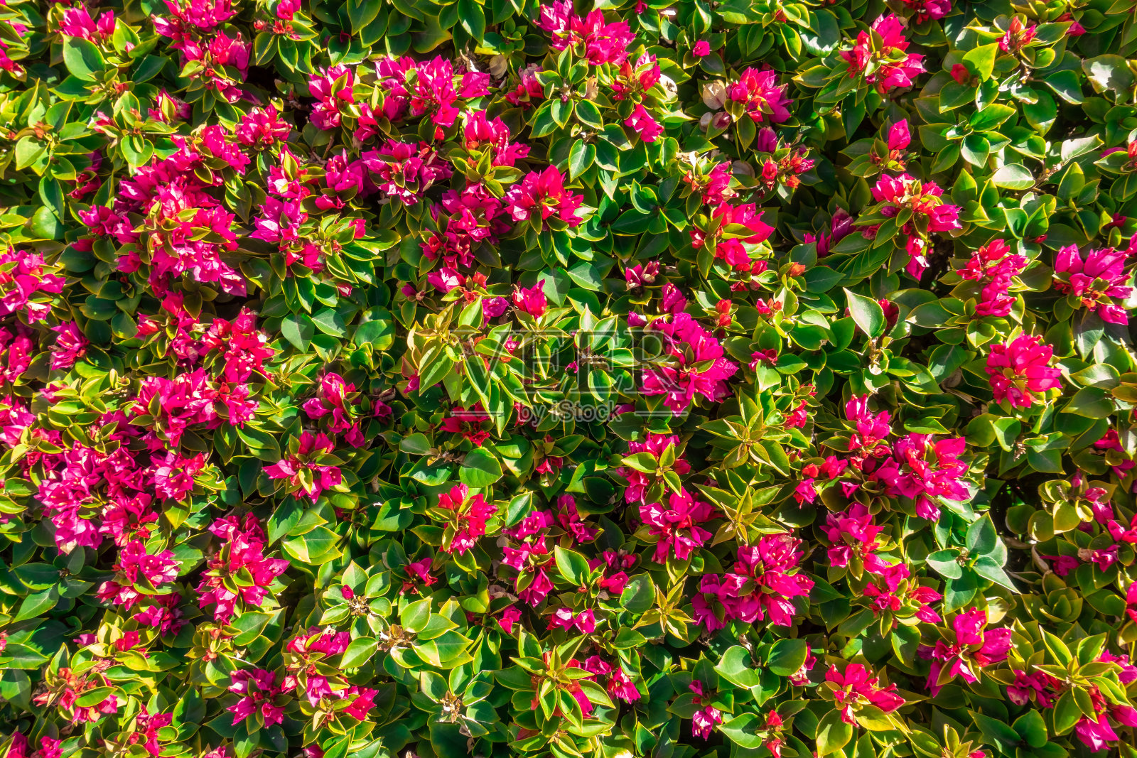 花和叶背景。紫小九重葛灌木。夏天花墙纸。照片摄影图片