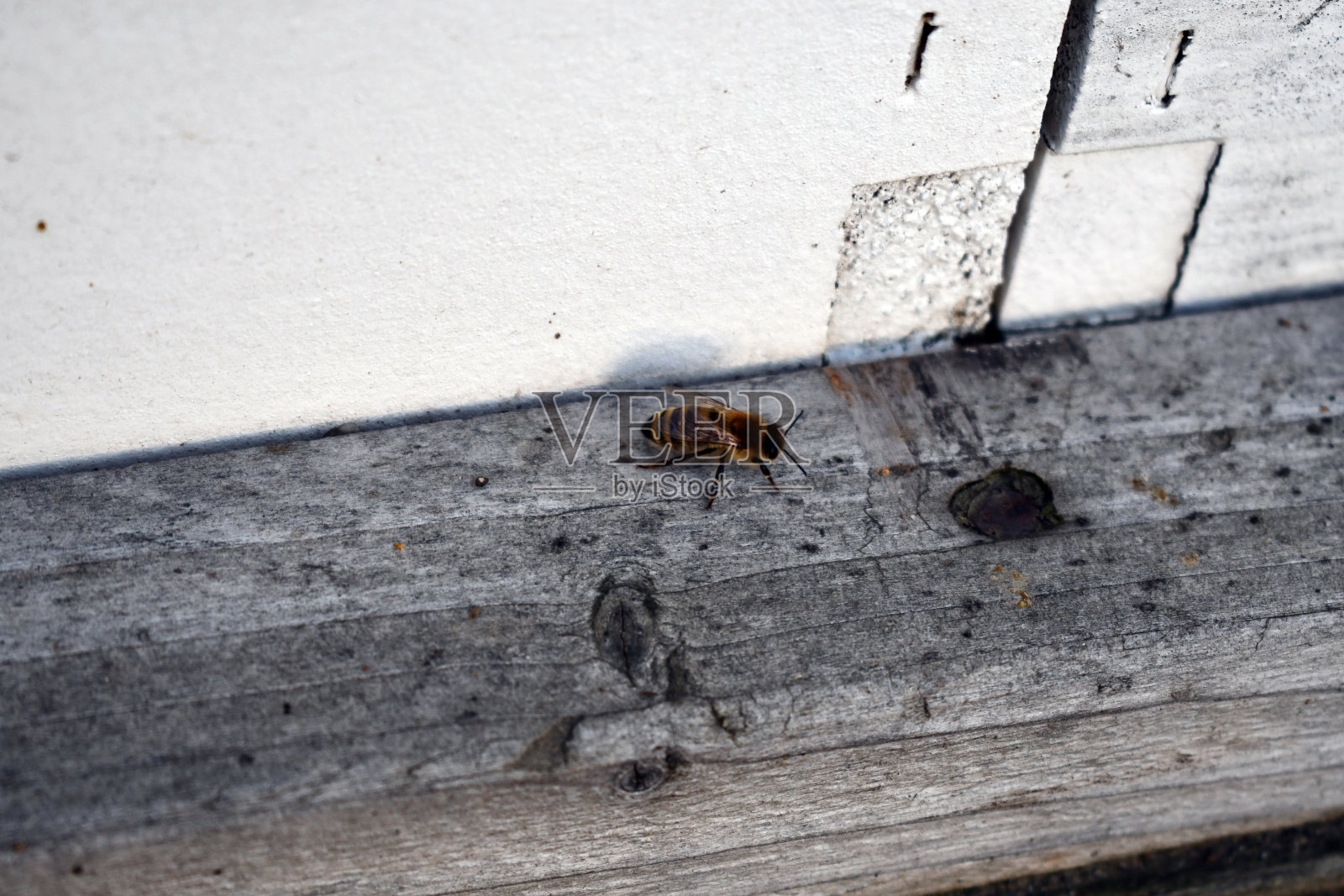 一只蜜蜂在跳舞照片摄影图片