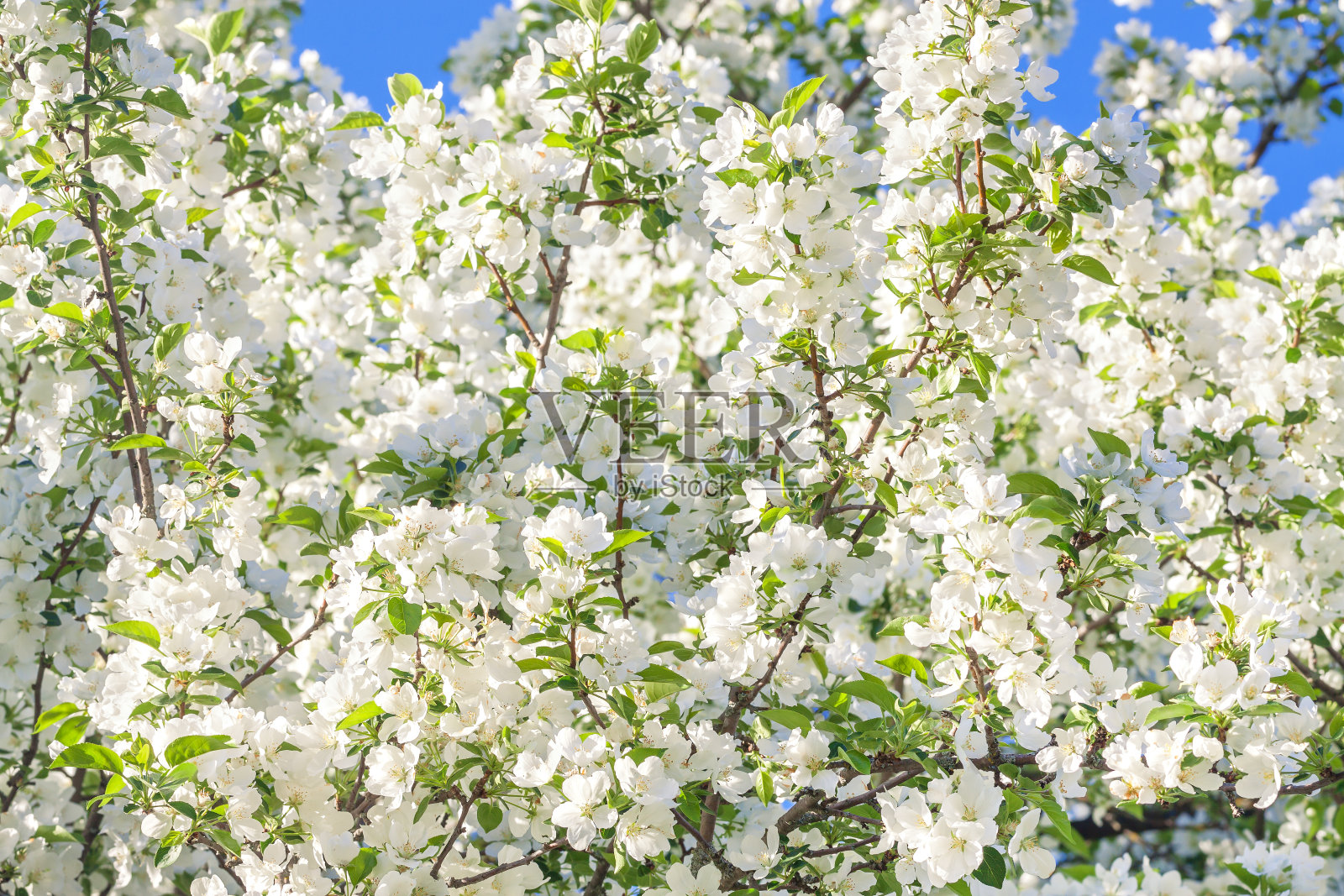 春天，花园里开着白花照片摄影图片
