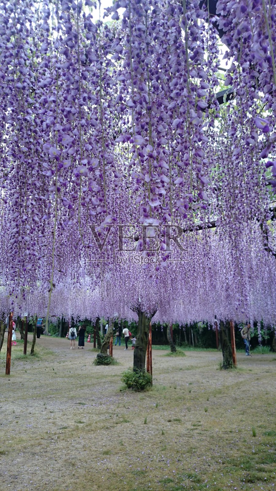 紫藤花铺满了整个视野照片摄影图片