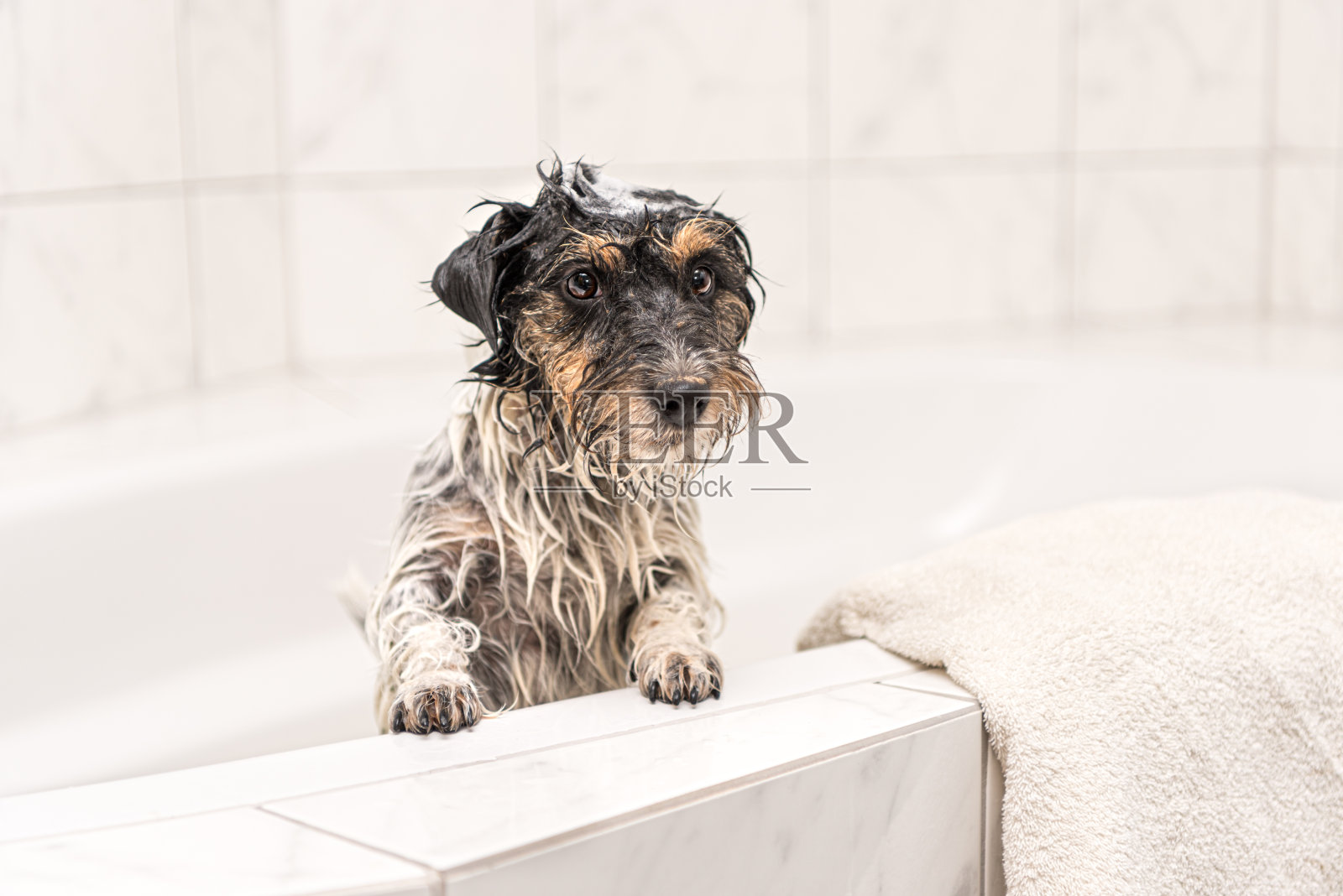 杰克罗素小疯狗。狗与泡沫在浴室洗澡时照片摄影图片