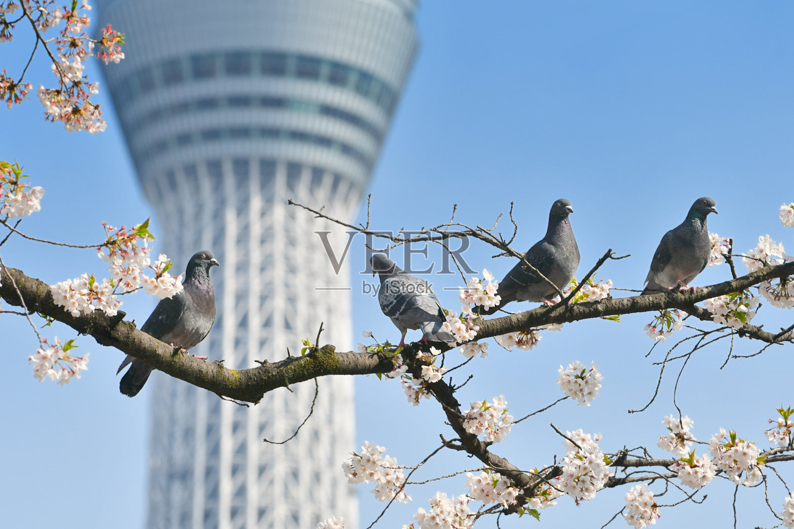 东京天空树，樱花和鸽子照片摄影图片