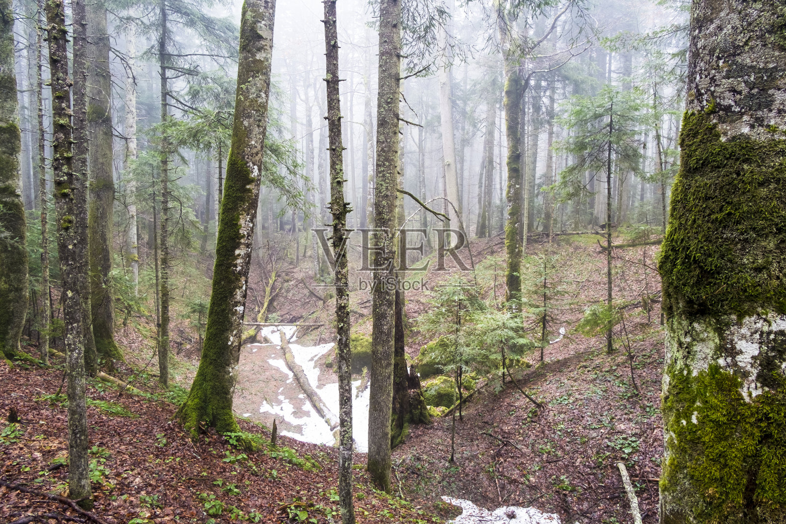 奇妙的秋季森林景观，大量的树木在雾照片摄影图片