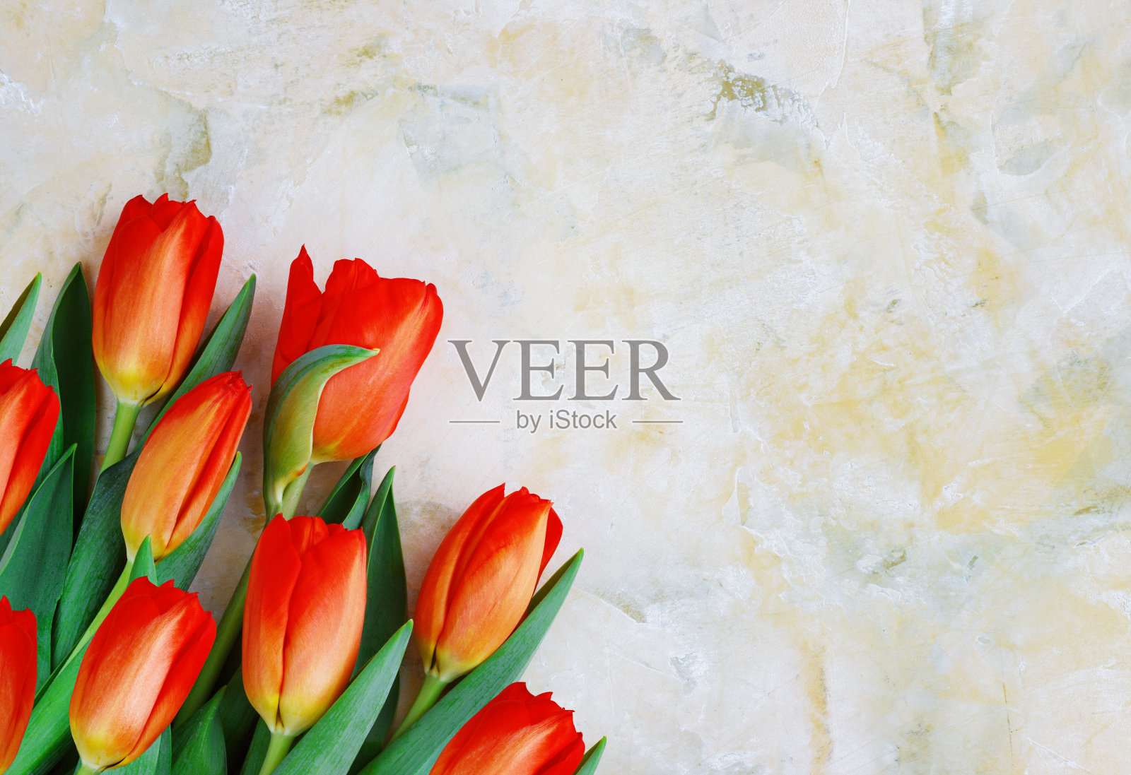 淡色背景上的红黄郁金香。春天-海报与自由文本空间，卡片与春天的花照片摄影图片