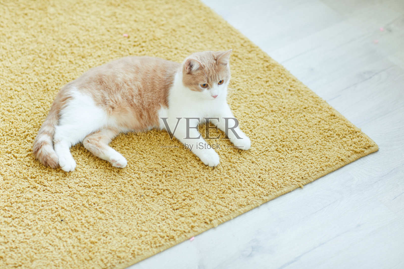 猫在地毯上休息照片摄影图片