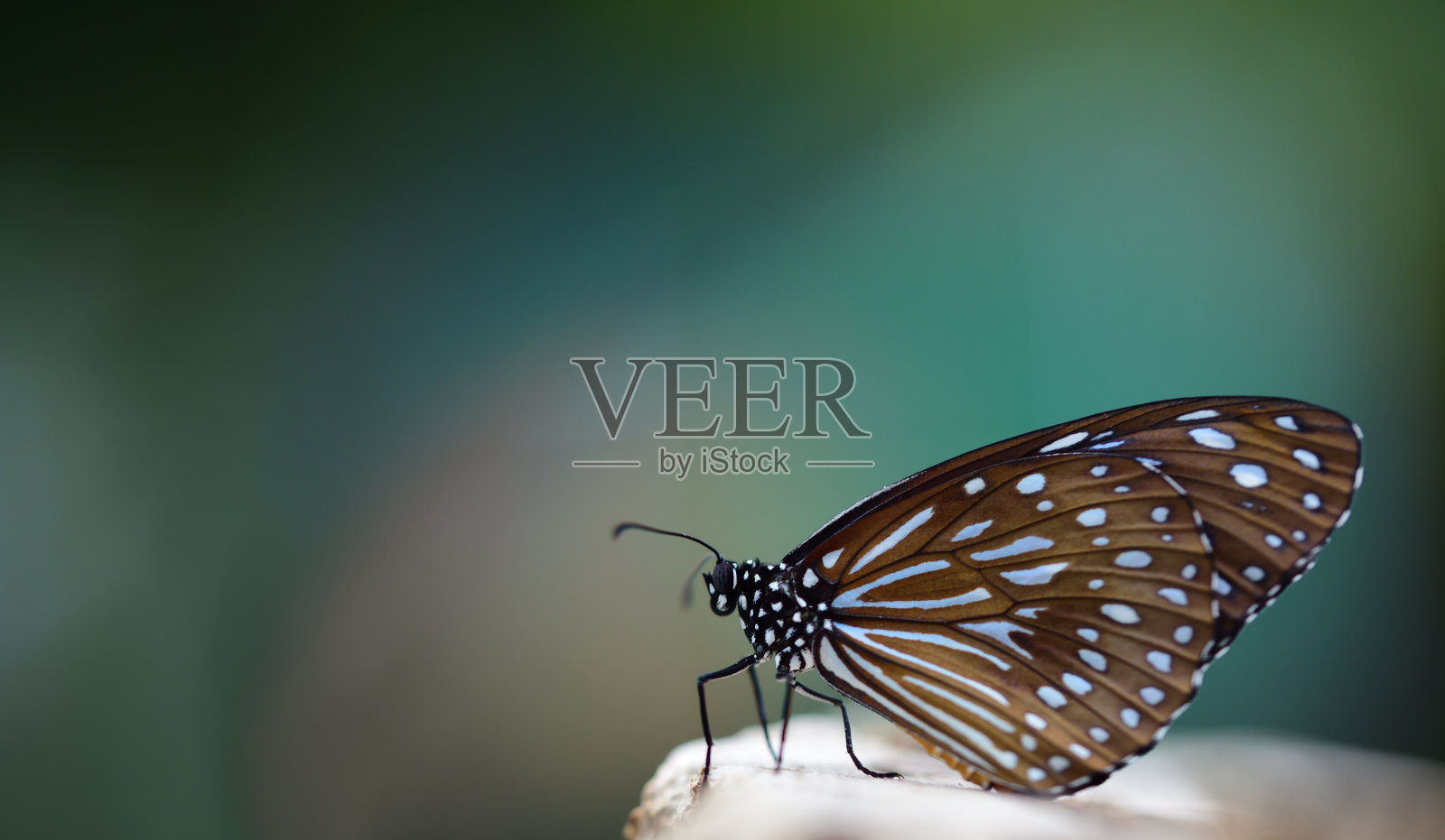 特写的“蓝色老虎”或tirumala hamata蝴蝶坐在一个黑暗，蓝色和彩色的背景和文字空间照片摄影图片