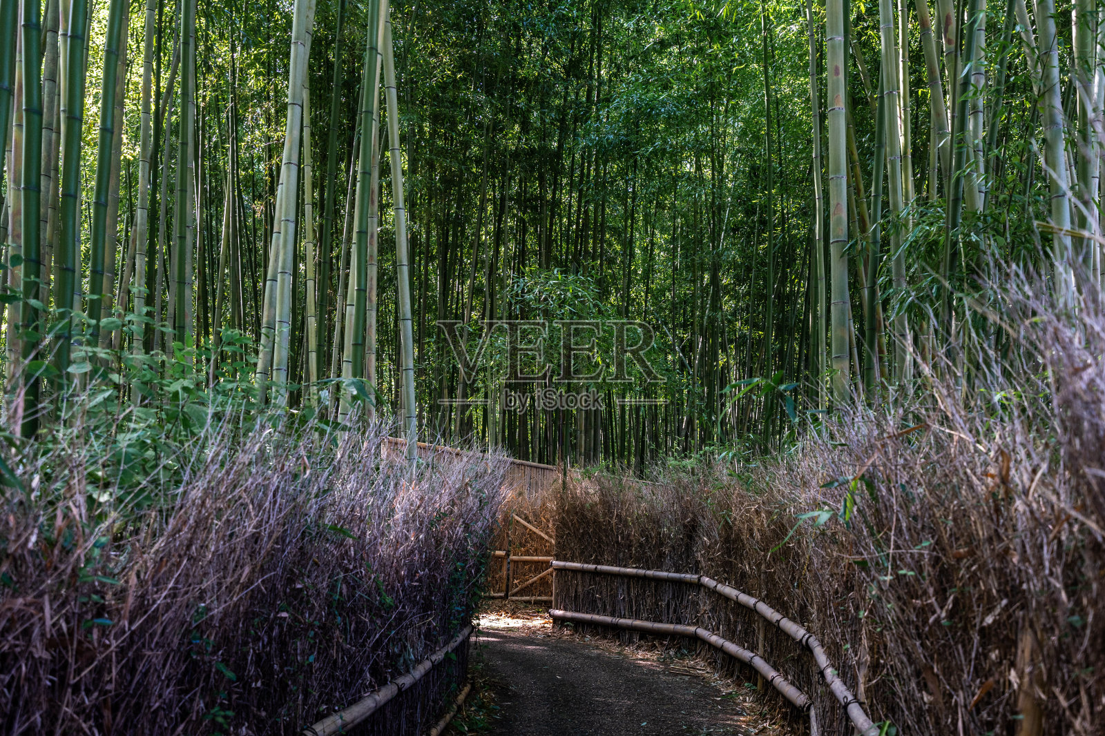 岚山竹林是日本京都最受欢迎的旅游目的地之一照片摄影图片