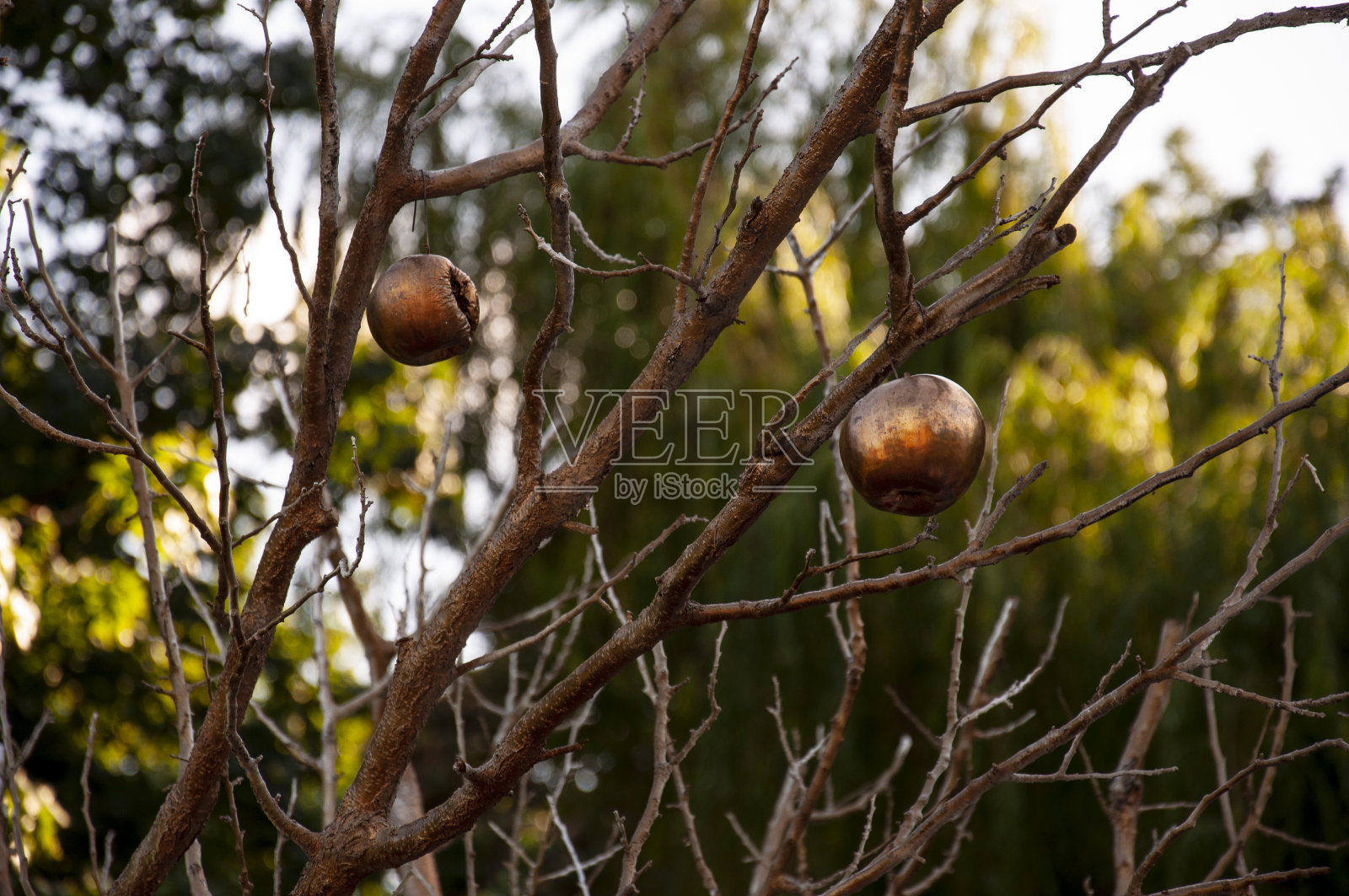 一个金灿灿的苹果像在公园的树枝上成熟。夏天照片摄影图片