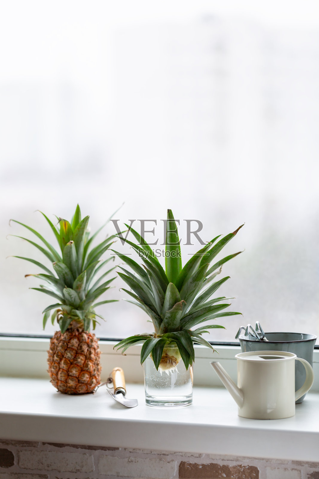 窗台上放一杯水，上面放菠萝。在家种菠萝。园艺的概念。照片摄影图片