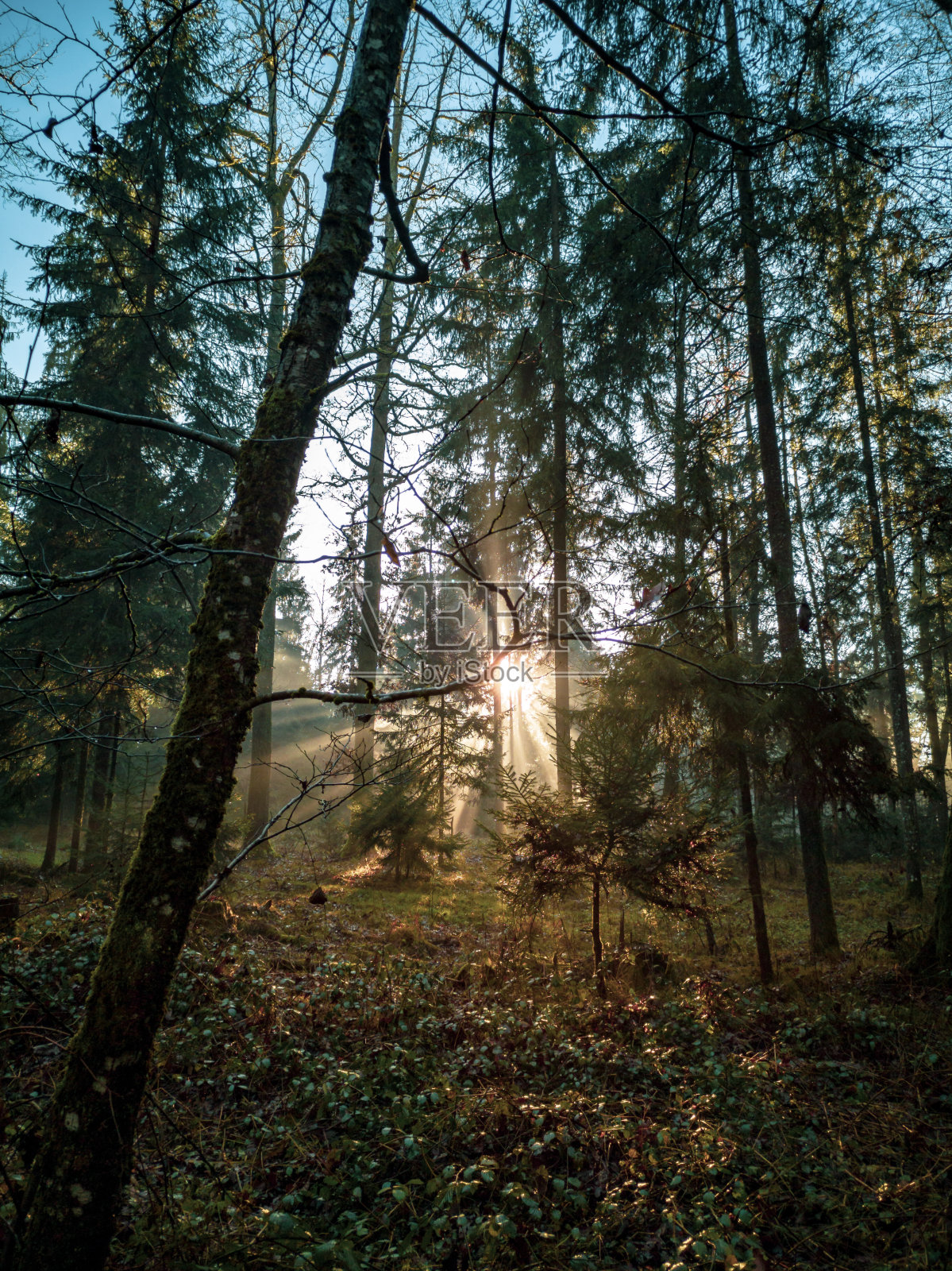 美丽的阳光为森林提供了一条路照片摄影图片