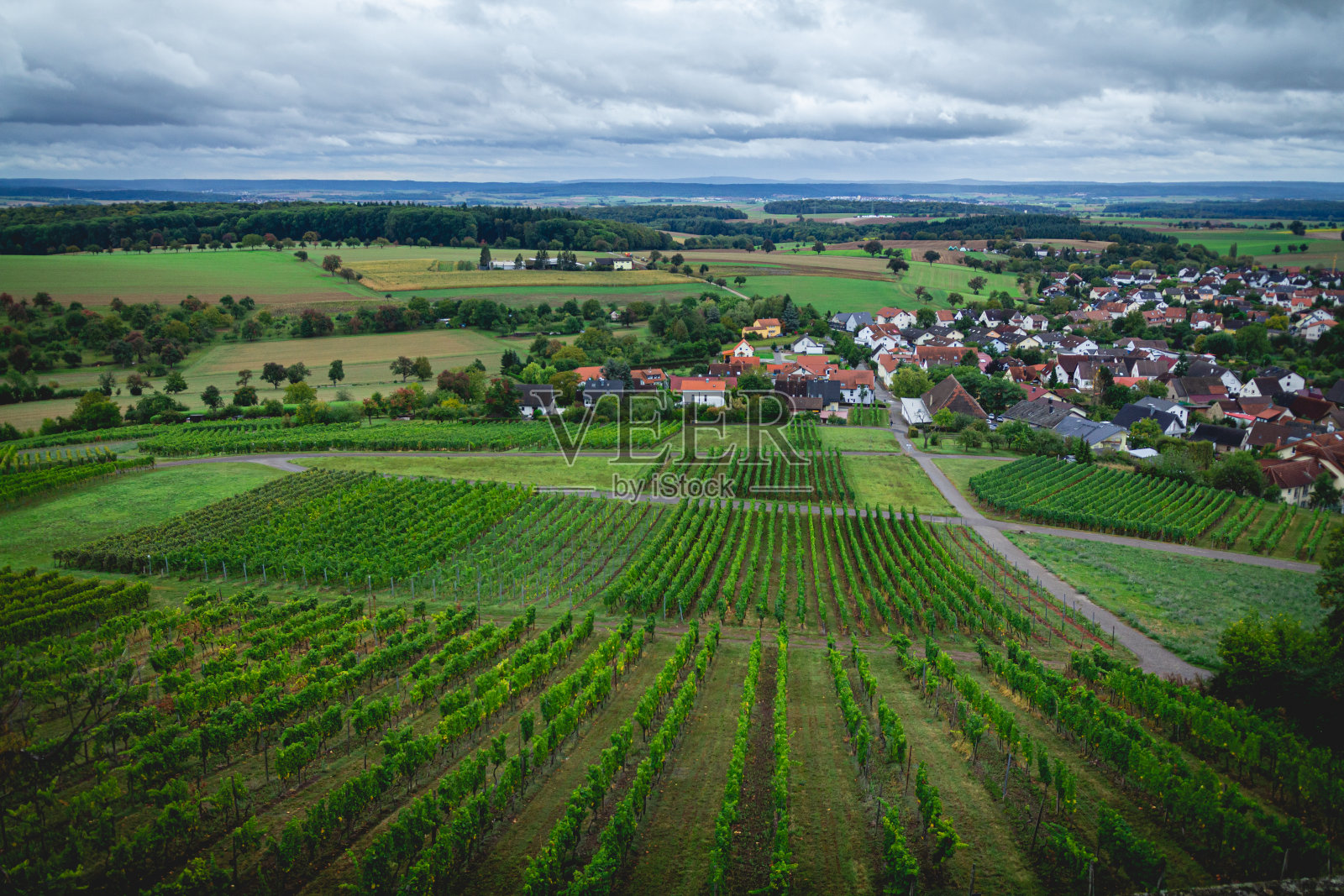 德国辛斯海姆郊区维勒葡萄园里成排的酿酒葡萄照片摄影图片